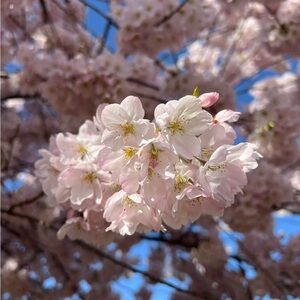 Meet your Posher, Coco